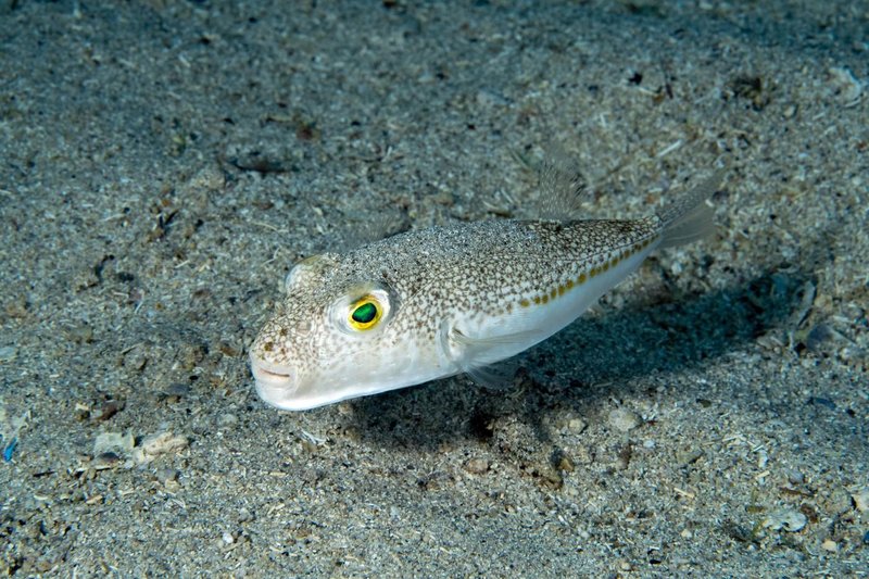 srebrna strupena napihovalka ribe jadran jadransko morje strup nevarnost hrvaska opozorilo