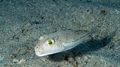 srebrna strupena napihovalka ribe jadran jadransko morje strup nevarnost hrvaska opozorilo