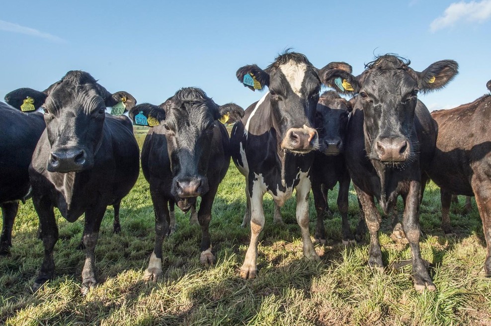 Šest volov iz Makedonije povzročalo težave na meji: nastal pravi kaos in nihče ne ve, kaj storiti zdaj (foto: profimedia)