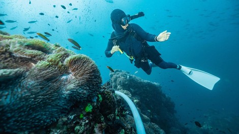 potapljač, nevarnost