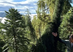 Čudežni vrt med oblaki, ki v Sloveniji piše neko čisto drugo zgodbo, bo kmalu spet navduševal obiskovalce (FOTO)