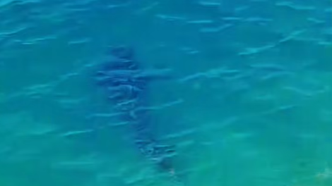 tun riba jadran ribici posnetek prehranjevanje