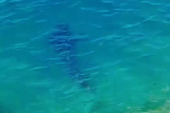 tun riba jadran ribici posnetek prehranjevanje