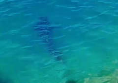 Ribarili na Jadranu, ko se je iz globin morja nadnje zapodila nepričakovana pošast: kar je sledilo, jih je pustilo odprtih ust