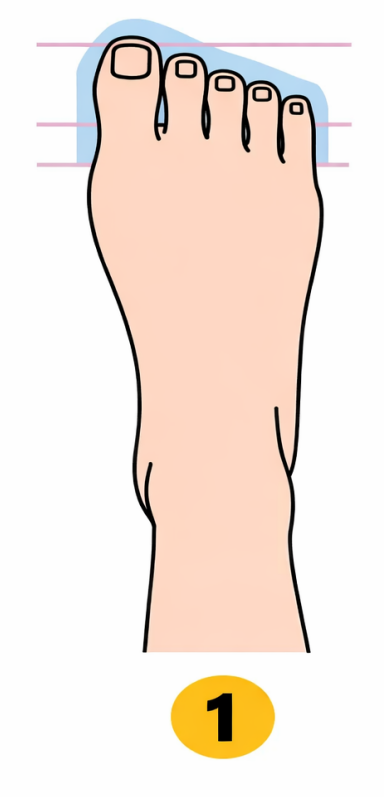 1 Egipčanska oblika stopala (vaš palec je največji, preostali štirje prsti pa se zmanjšujejo v padajoči liniji pod kotom približno …