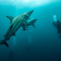 Skrb vzbujajoče odkritje: znanstveniki na Bahamih naleteli na nekaj neobičajnega