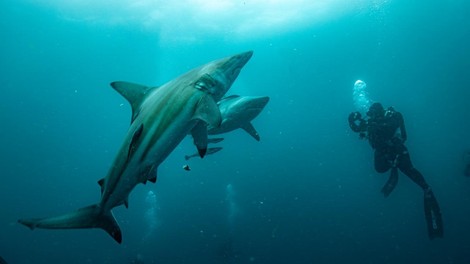 Skrb vzbujajoče odkritje: znanstveniki na Bahamih naleteli na nekaj neobičajnega