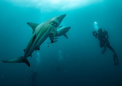 Skrb vzbujajoče odkritje: znanstveniki na Bahamih naleteli na nekaj neobičajnega