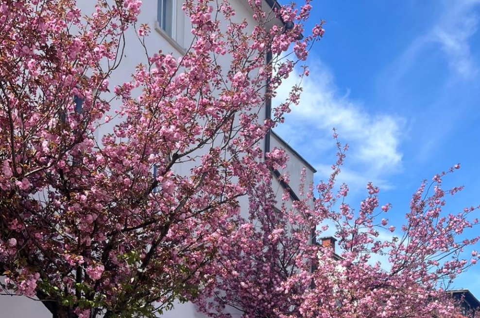 Je to najlepša ulica v Ljubljani? Mnogi Ljubljančani so si enotni v svoji oceni (foto: Facebook/Katalena, Slovenian band)