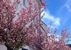 Je to najlepša ulica v Ljubljani? mnogi Ljubljančani so si enotni v svoji oceni