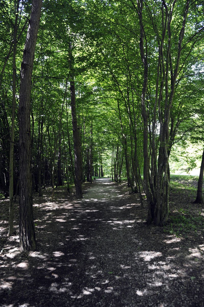 Bukovnisko jezero Vidov izvir