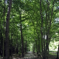 Bukovnisko jezero Vidov izvir