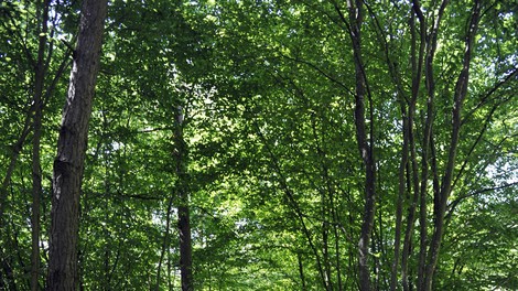 Bukovnisko jezero Vidov izvir