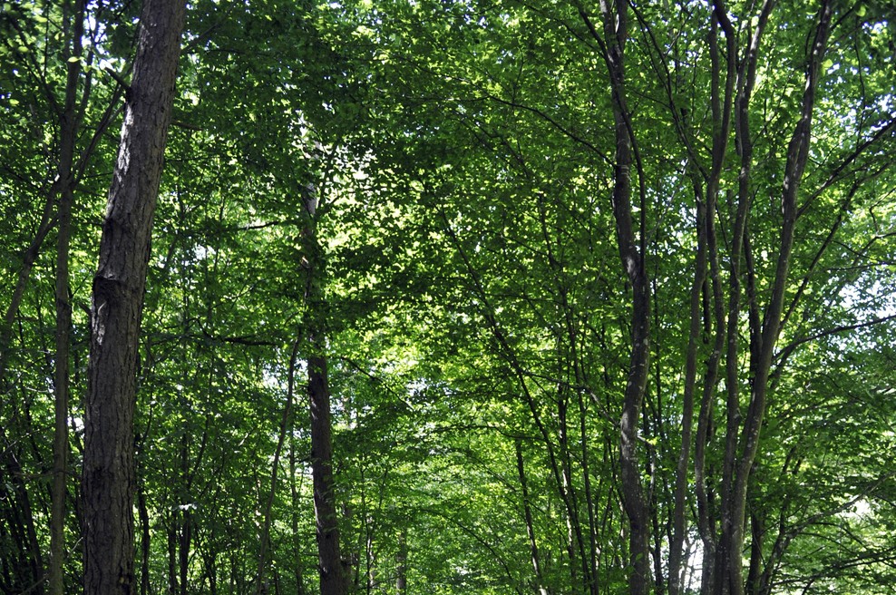 V Dalmaciji oko kamere ujelo redek prizor: gre za pravi trop živali, ki pri marsikomu vzbudijo srh (in bolje se jim je izogniti) (foto: Tina Kosec/Bobo)