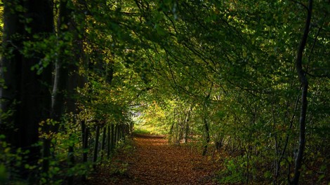 Farley Wood  gozd anglija odkritje arheologija zgodovina kamen