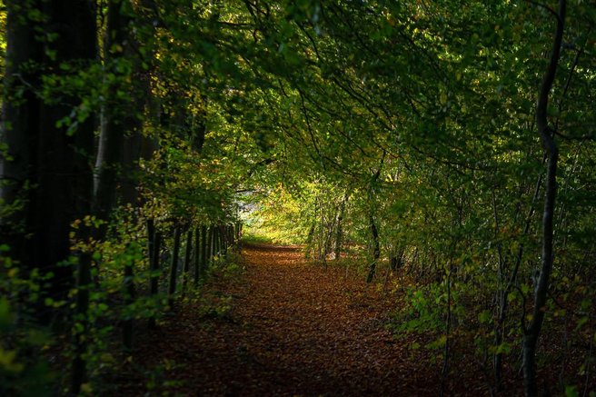 Farley Wood  gozd anglija odkritje arheologija zgodovina kamen