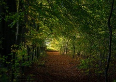 Norčevali so se iz študenta, ki je v gozdu vsak dan gledal kamen: ko so prišli arheologi, so vsem popadale čeljusti