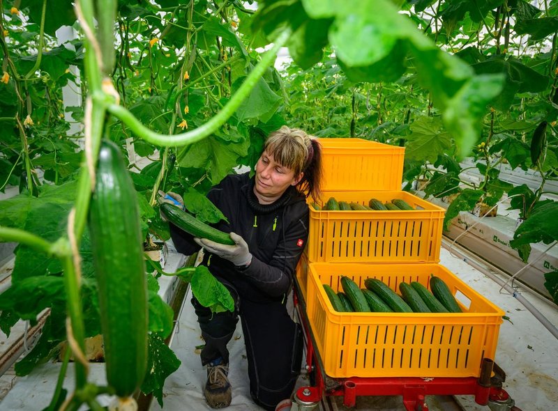 paradiznik kumare razstopina nasvet gnojenje zalivanje vrt zelenjava