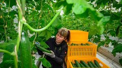 paradiznik kumare razstopina nasvet gnojenje zalivanje vrt zelenjava