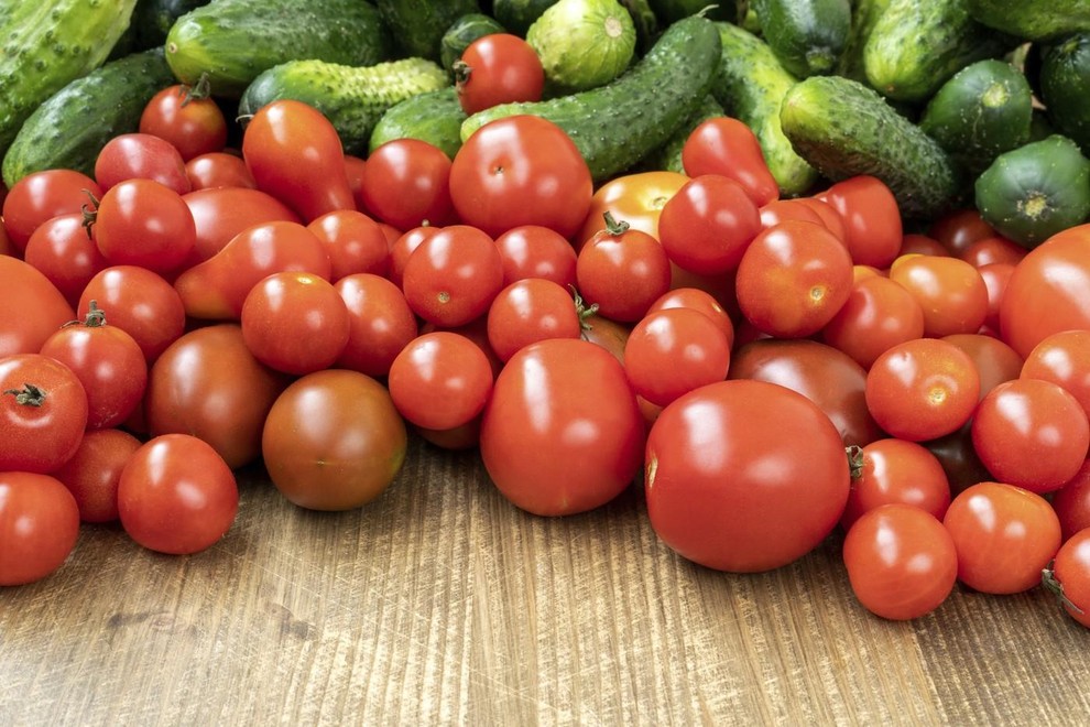 paradiznik kumare razstopina nasvet gnojenje zalivanje vrt zelenjava