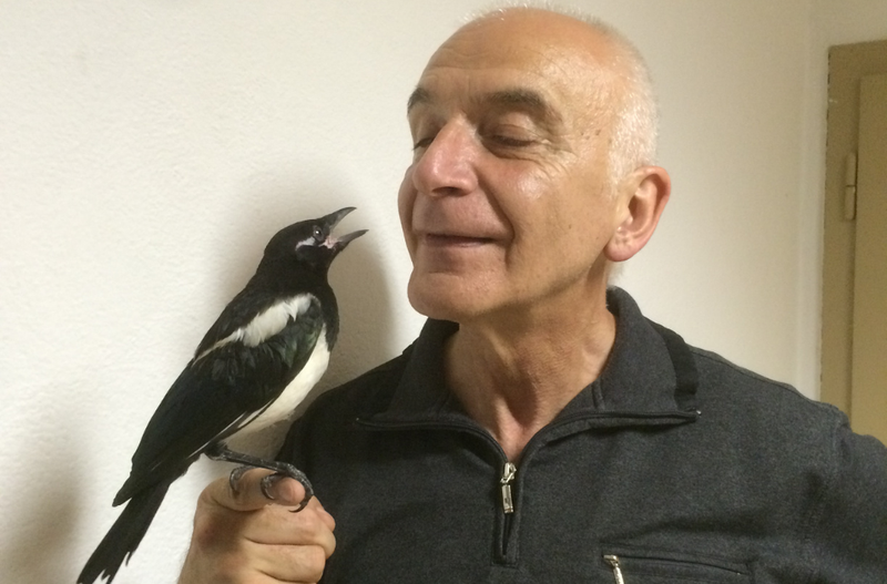 Ivo Boscarol sraka žival