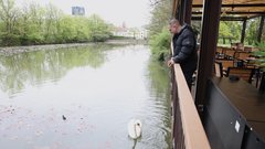 
                                                         Colnarna Tivoli lokal Rok Perko Frenk labod