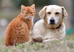 To je 5 pasem psov, ki se dobro razumejo z mačkami