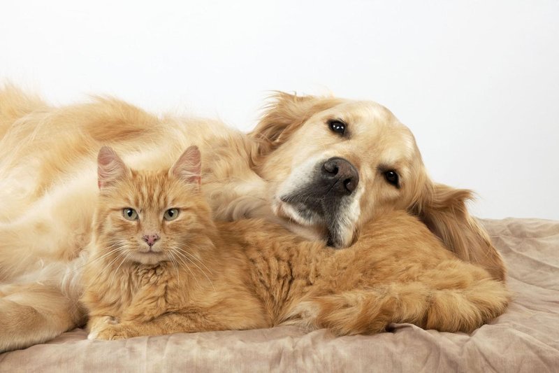 To je 5 pasem psov, ki se dobro razumejo z mačkami