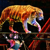 tiger, cirkus