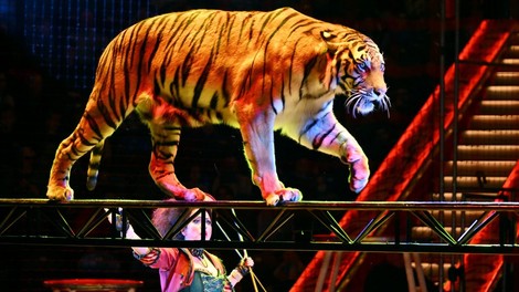tiger, cirkus