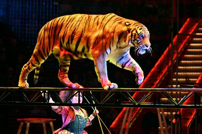 tiger, cirkus