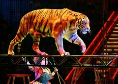 Srhljiv video: tiger skočil med občinstvo, po cirkusu odmevali klici na pomoč!