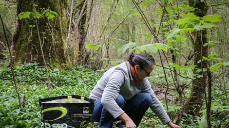 cemaz zdravje zile telo kulinarika recept nasvet napaka kuhanja zelenjava narava