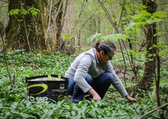 Ta spomladanska poslastica krvne žile čisti kot sesalec: številni nori nanjo, usodna napaka v kuhinji pa jo oropa vsega