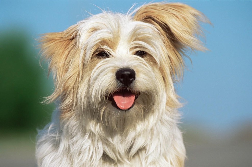 Izogibajte se jim za vsako ceno: to je 7 nevarnih živil, ki jih vaš pes ne sme jesti (foto: Profimedia)