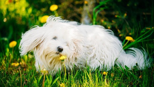 Ali pes na sprehodu te dni bolj vleče in voha kot običajno? Strokovnjakinja razkriva razlog