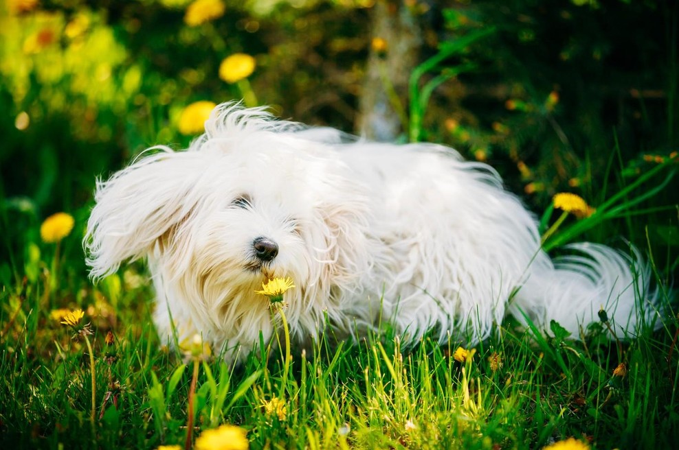 Ali pes na sprehodu te dni bolj vleče in voha kot običajno? Strokovnjakinja razkriva razlog (foto: profimedia)