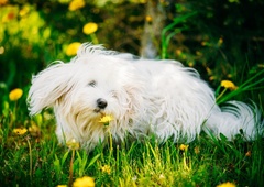 Ali pes na sprehodu te dni bolj vleče in voha kot običajno? Strokovnjakinja razkriva razlog