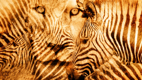 Ste najprej opazili leva ali zebro? Preprost test, ki razkrije, če ste introvert ali ekstrovert