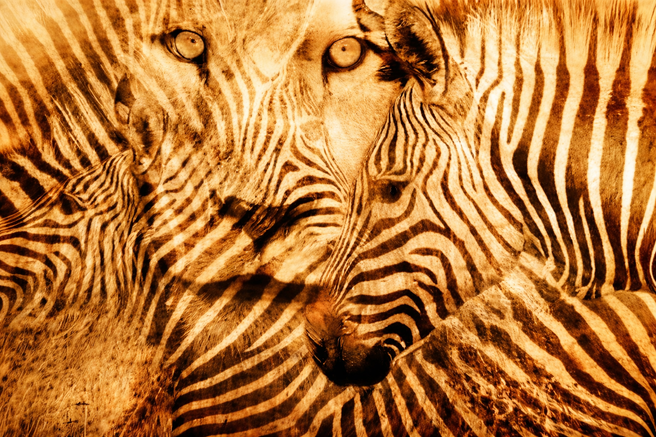 Ste najprej opazili leva ali zebro? Preprost test, ki razkrije, če ste introvert ali ekstrovert