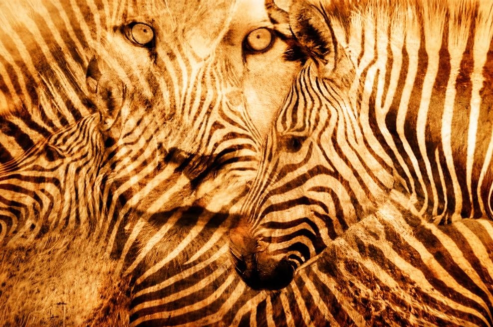 Ste najprej opazili leva ali zebro? Preprost test, ki razkrije, če ste introvert ali ekstrovert (foto: jagranjosh.com)