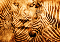 Ste najprej opazili leva ali zebro? Preprost test, ki razkrije, če ste introvert ali ekstrovert