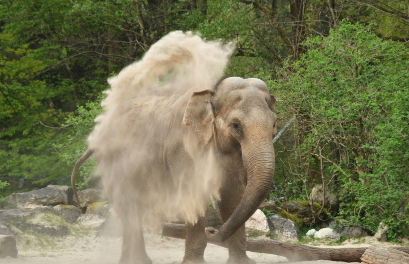Unikaten odtis slonice Gange na dražbi dobil novega lastnika - izkupiček za ohranjanje ogroženih vrst