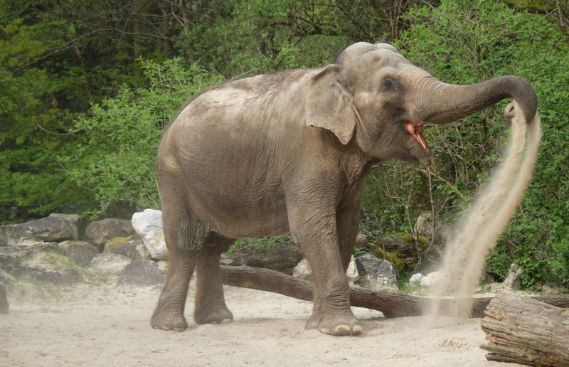 Unikaten odtis slonice Gange na dražbi dobil novega lastnika - izkupiček za ohranjanje ogroženih vrst
