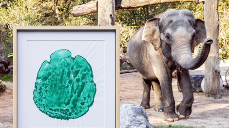 Unikaten odtis slonice Gange na dražbi dobil novega lastnika - izkupiček za ohranjanje ogroženih vrst