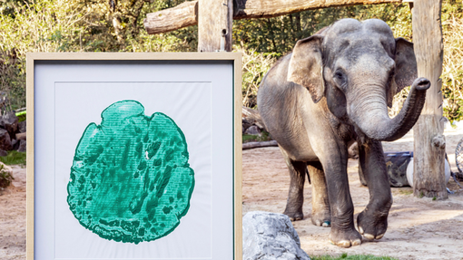 Unikaten odtis slonice Gange na dražbi dobil novega lastnika - izkupiček za ohranjanje ogroženih vrst