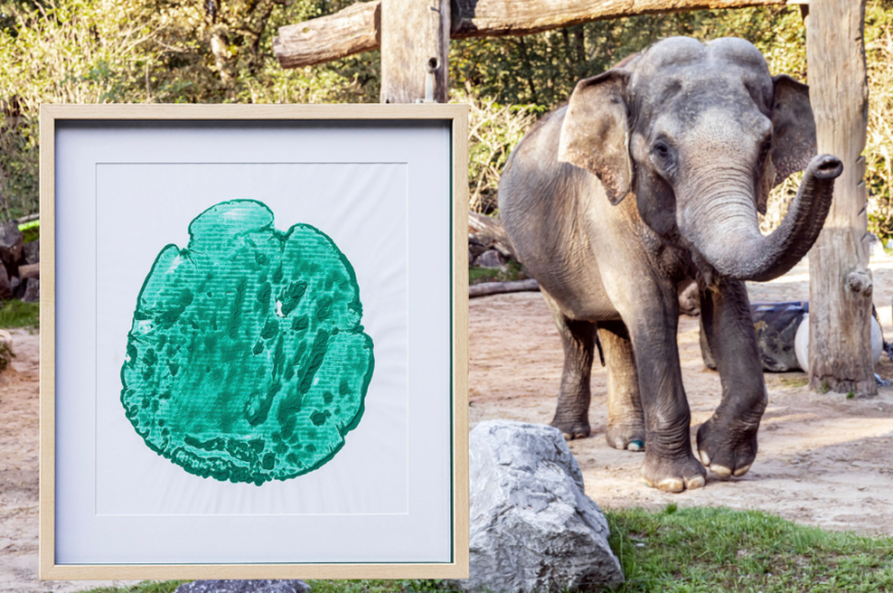 Unikaten odtis slonice Gange na dražbi dobil novega lastnika - izkupiček za ohranjanje ogroženih vrst (foto: Arhiv ZOO Ljubljana)