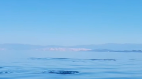 losinj jadran jadransko morje delfini raziskave blue world hrvaska zivali voda