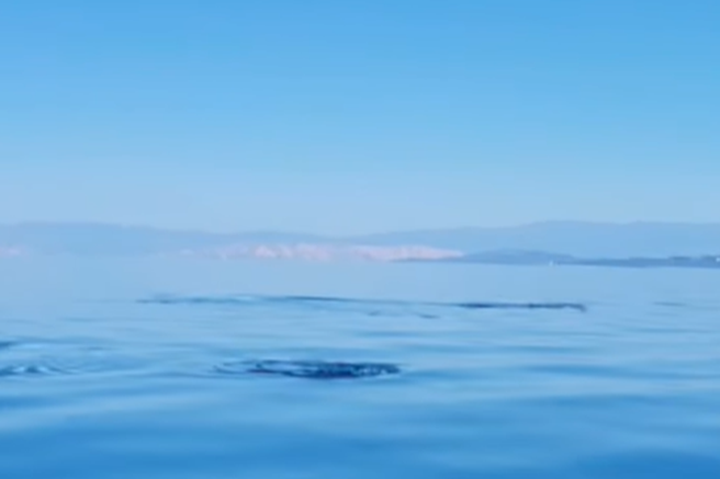 losinj jadran jadransko morje delfini raziskave blue world hrvaska zivali voda