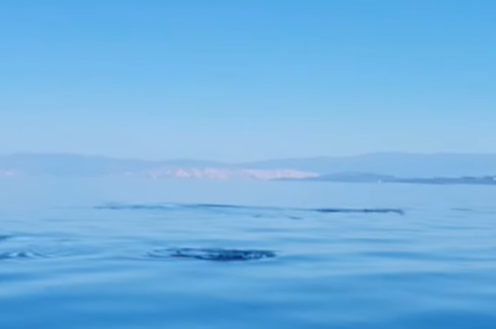 Idilo pri Lošinju nenadoma prekinil osupljiv obisk iz globin Jadrana: vse so posneli in takoj delili z javnostjo (foto: Facebook/posnetek zaslona)